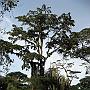20080324-162347_Botanischer_Garten_Entebbe