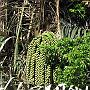 20080324-163858_Botanischer_Garten_Entebbe