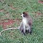 20080324-182131_Velvet_Monkey